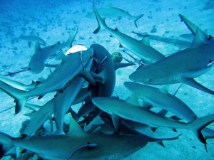 SEO Snake Oil Sales Shark Feeding Frenzy